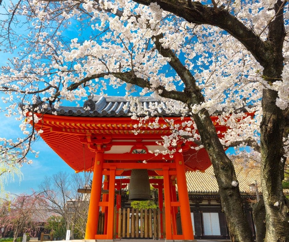 Campana de templo japonés bajo cerezos en flor en primavera.