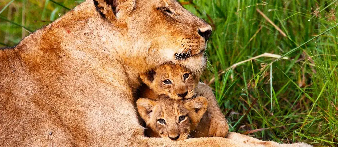 Leona con dos cachorros en la naturaleza, en un entorno de hierba verde.