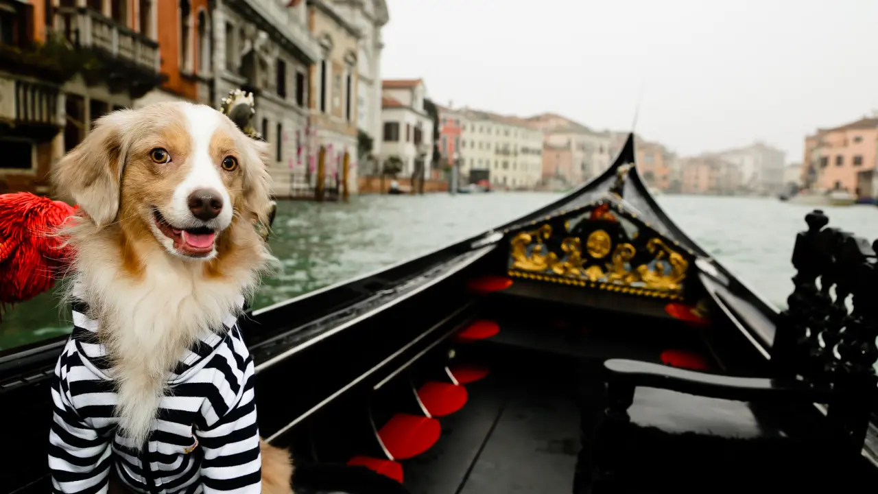 Barco en Venecia con perro en la proa, vista de los canales y edificios históricos.