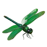 libelula RyA 2 1